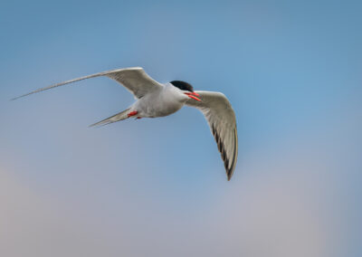 Die Flussseeschwalbe – Vogelfoto von Stefan Berghoff, Bild 3