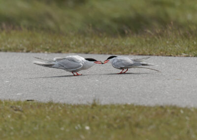 Die Flussseeschwalbe – Vogelfoto von Stefan Berghoff, Bild 2