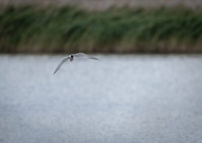 Die Flussseeschwalbe – Vogelfoto von Stefan Berghoff, Bild 15