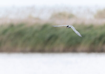 Die Flussseeschwalbe – Vogelfoto von Stefan Berghoff, Bild 14