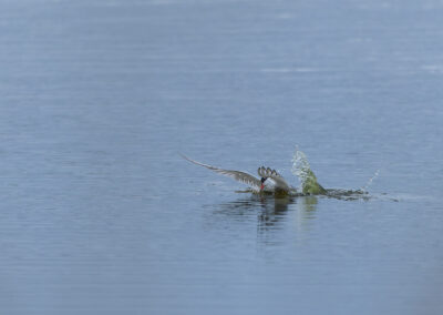 Die Flussseeschwalbe – Vogelfoto von Stefan Berghoff, Bild 13
