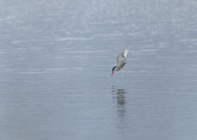 Die Flussseeschwalbe – Vogelfoto von Stefan Berghoff, Bild 5
