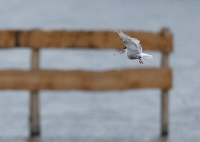 Die Flussseeschwalbe – Vogelfoto von Stefan Berghoff, Bild 11