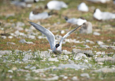 Die Flussseeschwalbe – Vogelfoto von Stefan Berghoff, Bild 10