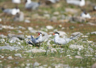 Die Flussseeschwalbe – Vogelfoto von Stefan Berghoff, Bild 9