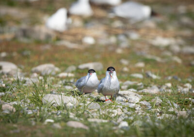 Die Flussseeschwalbe – Vogelfoto von Stefan Berghoff, Bild 8