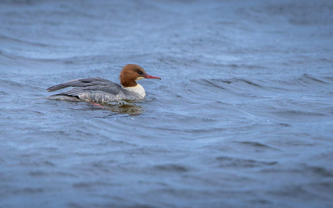 Der Gänsesäger (Mergus merganser) – Vogelfoto von Stefan Berghoff