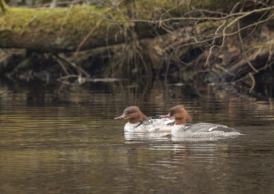 Der Gänsesäger – Vogelfoto von Stefan Berghoff, Bild 3