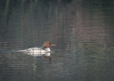 Der Gänsesäger – Vogelfoto von Stefan Berghoff, Bild 4