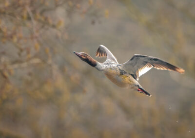 Der Gänsesäger – Vogelfoto von Stefan Berghoff, Bild 1