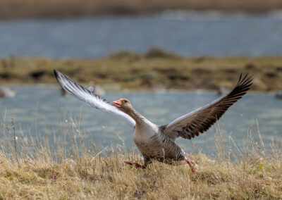 Die Graugans – Vogelfoto von Stefan Berghoff, Bild 7