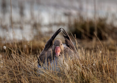 Die Graugans – Vogelfoto von Stefan Berghoff, Bild 2