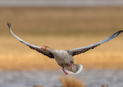 Die Graugans – Vogelfoto von Stefan Berghoff, Bild 1