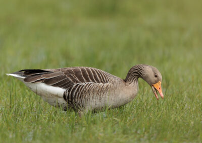 Die Graugans – Vogelfoto von Stefan Berghoff, Bild 6