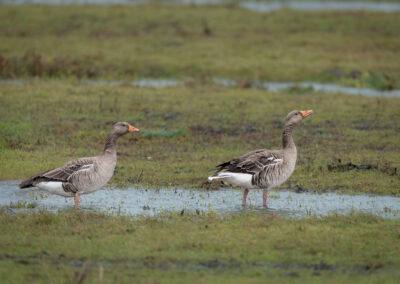 Die Graugans – Vogelfoto von Stefan Berghoff, Bild 10