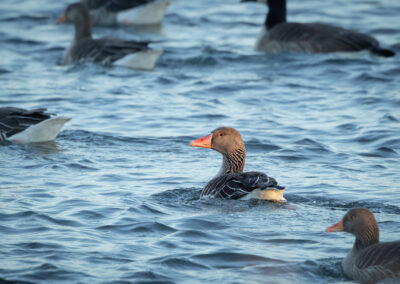 Die Graugans – Vogelfoto von Stefan Berghoff, Bild 9
