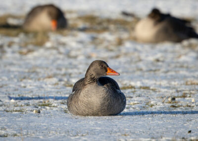 Die Graugans – Vogelfoto von Stefan Berghoff, Bild 4