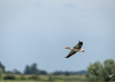 Die Graugans – Vogelfoto von Stefan Berghoff, Bild 5