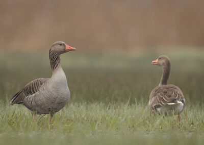 Die Graugans – Vogelfoto von Stefan Berghoff, Bild 3