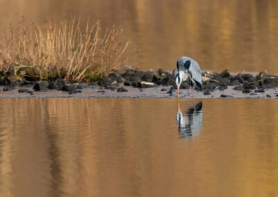Der Graureiher – Vogelfoto von Stefan Berghoff, Bild 17