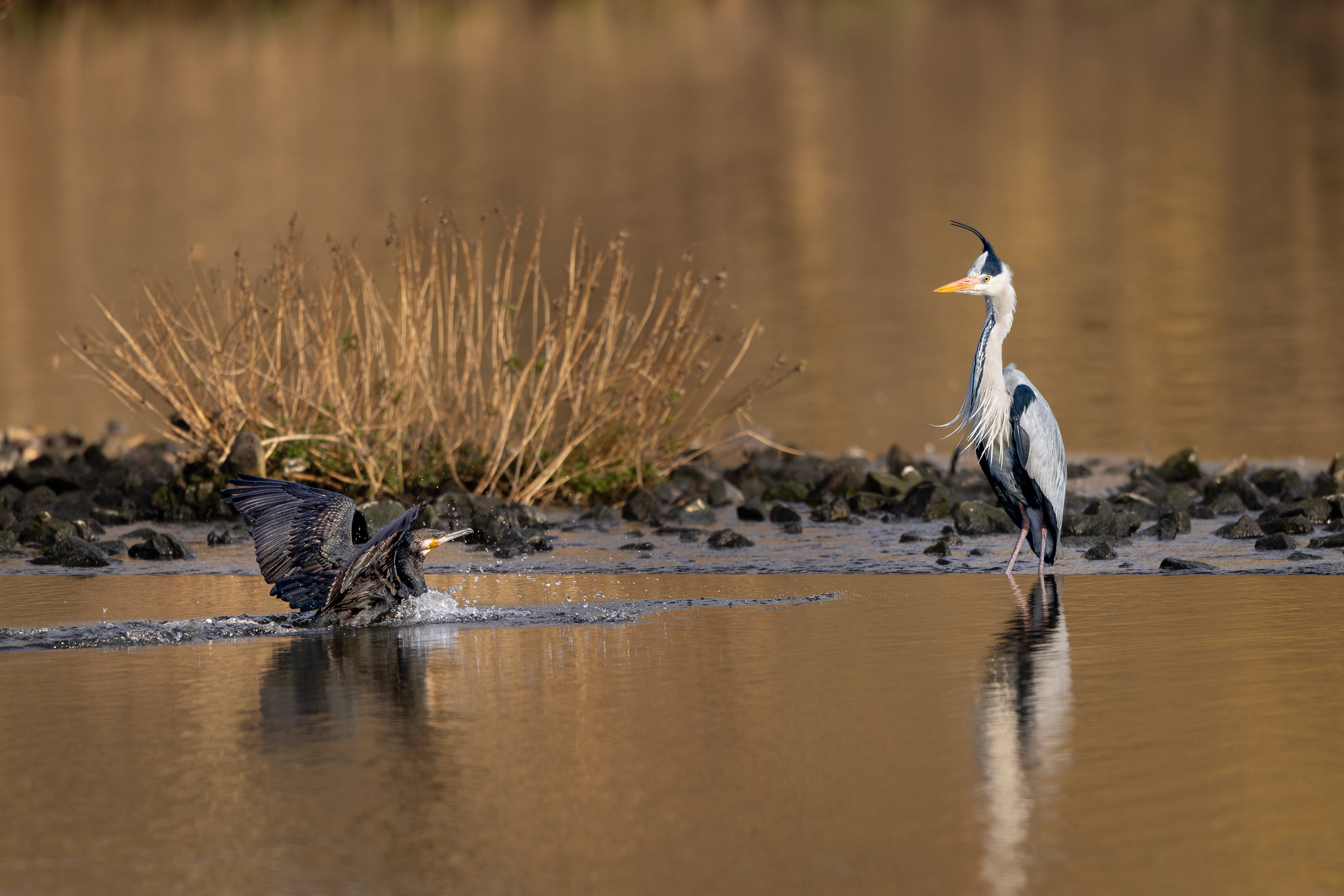 R5II9268-DxO_DeepPRIME XD2s Der Graureiher (Ardea cinerea) – weiteres Foto von Stefan Berghoff
