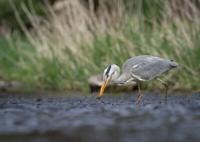 Der Graureiher – Vogelfoto von Stefan Berghoff, Bild 16