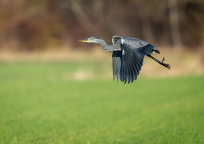 Der Graureiher – Vogelfoto von Stefan Berghoff, Bild 15
