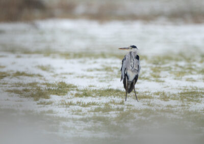 Der Graureiher – Vogelfoto von Stefan Berghoff, Bild 14