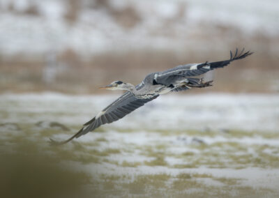 Der Graureiher – Vogelfoto von Stefan Berghoff, Bild 4