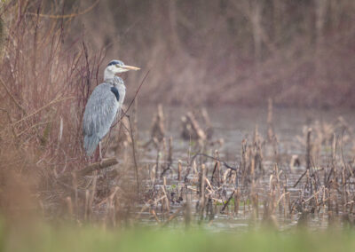 Der Graureiher – Vogelfoto von Stefan Berghoff, Bild 3