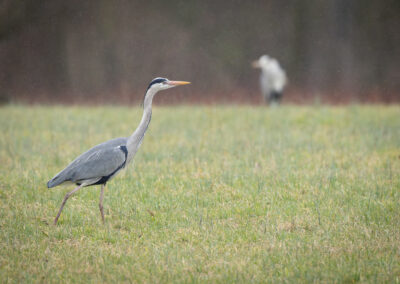 Der Graureiher – Vogelfoto von Stefan Berghoff, Bild 13