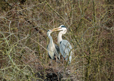 Der Graureiher – Vogelfoto von Stefan Berghoff, Bild 12