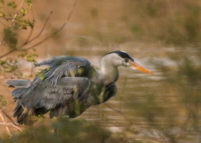 Der Graureiher – Vogelfoto von Stefan Berghoff, Bild 11