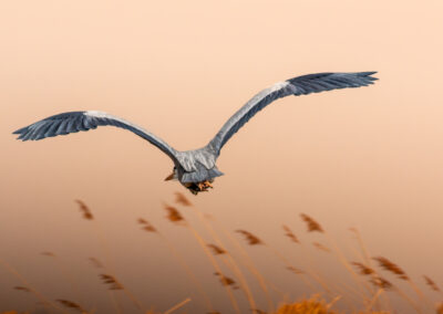 Der Graureiher – Vogelfoto von Stefan Berghoff, Bild 2