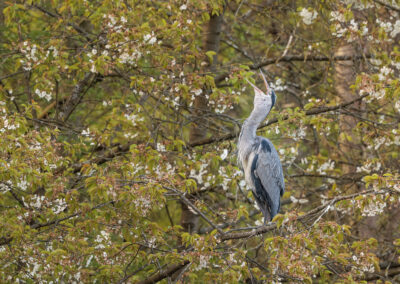 Der Graureiher – Vogelfoto von Stefan Berghoff, Bild 10