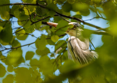 Der Graureiher – Vogelfoto von Stefan Berghoff, Bild 9