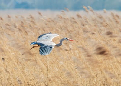 Der Graureiher – Vogelfoto von Stefan Berghoff, Bild 1