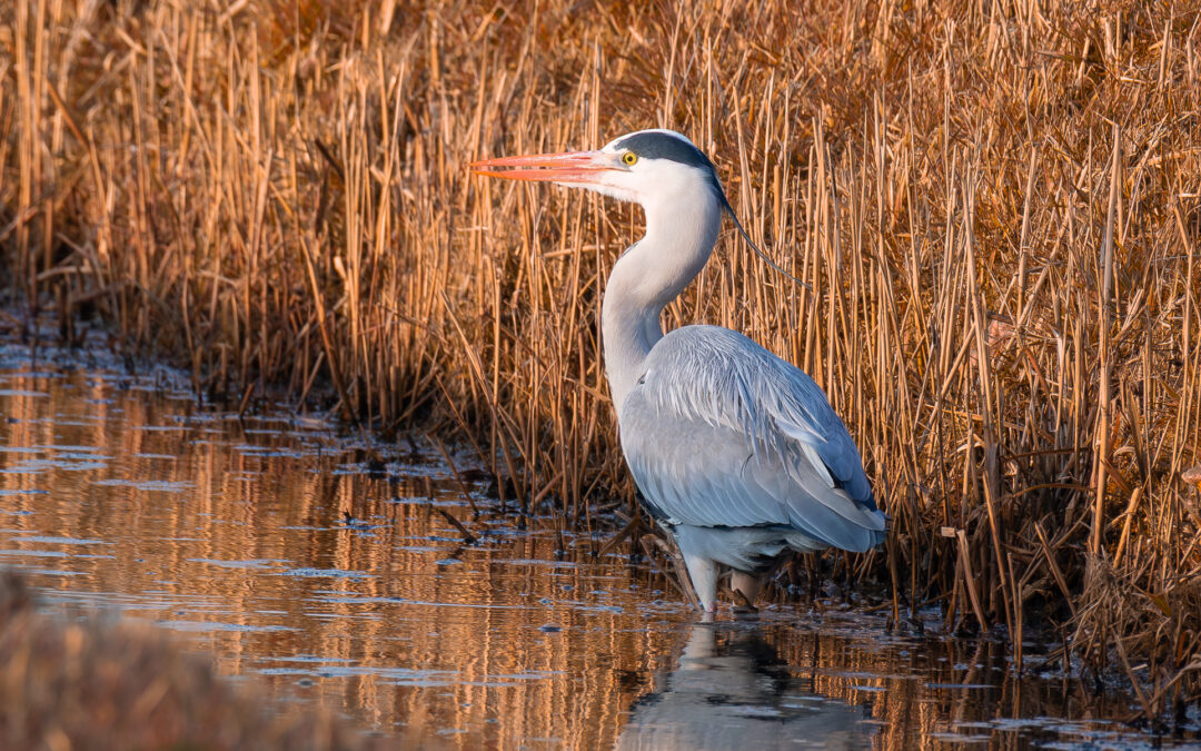 Der Graureiher (Ardea cinerea) – Vogelfoto von Stefan Berghoff