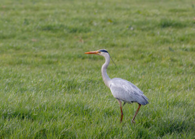 Der Graureiher – Vogelfoto von Stefan Berghoff, Bild 7