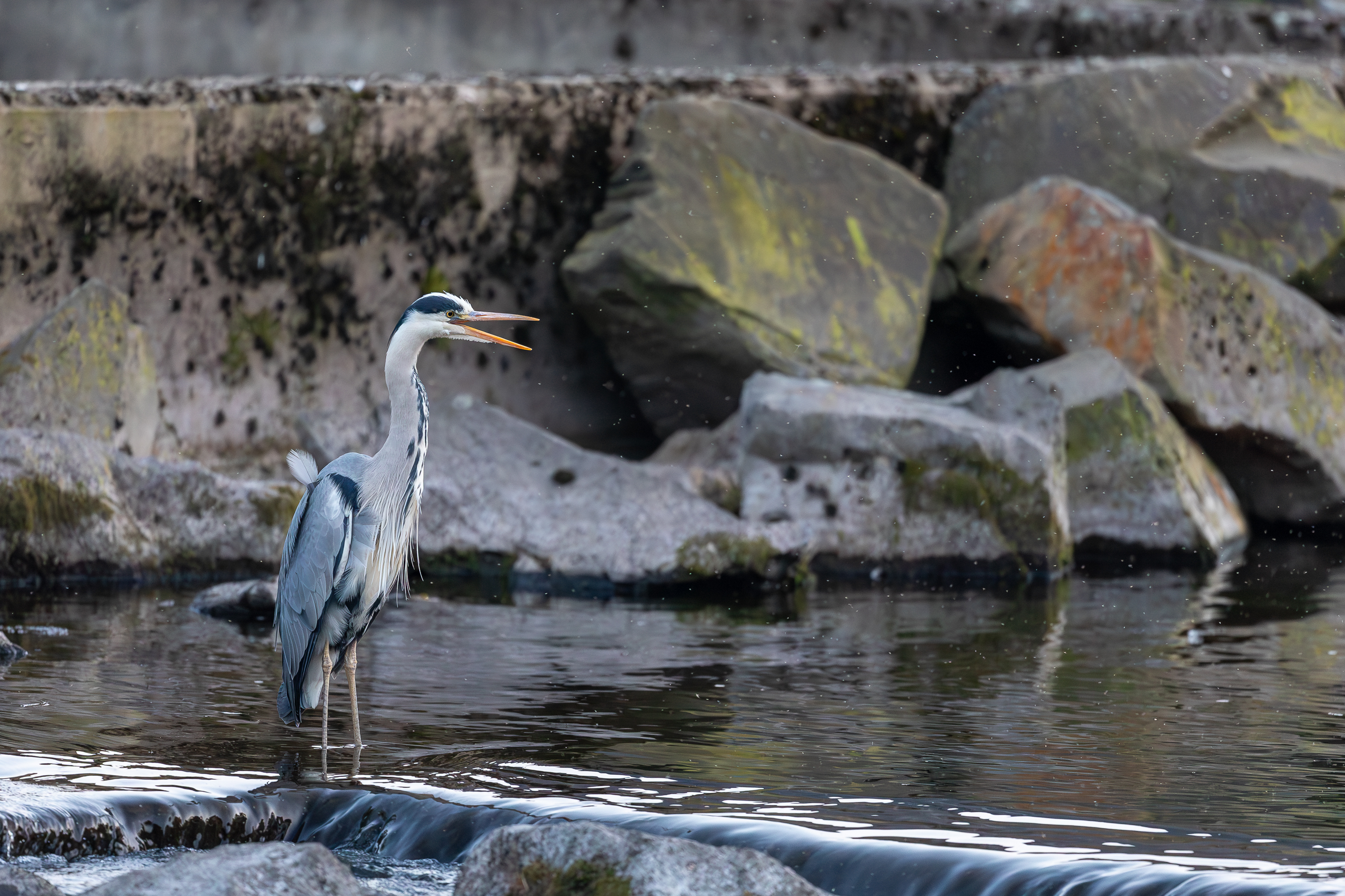 R5II9389-DxO_DeepPRIME XD2s Der Graureiher (Ardea cinerea) – Vogelfoto von Stefan Berghoff