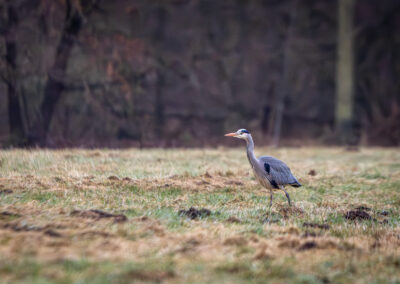 Der Graureiher – Vogelfoto von Stefan Berghoff, Bild 6