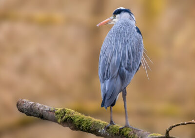 Der Graureiher – Vogelfoto von Stefan Berghoff, Bild 5