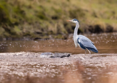 Der Graureiher – Vogelfoto von Stefan Berghoff, Bild 19