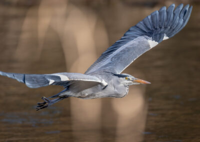 Der Graureiher – Vogelfoto von Stefan Berghoff, Bild 18