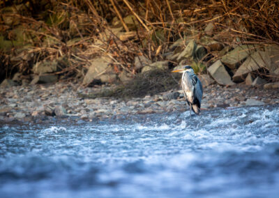 Der Graureiher – Vogelfoto von Stefan Berghoff, Bild 8