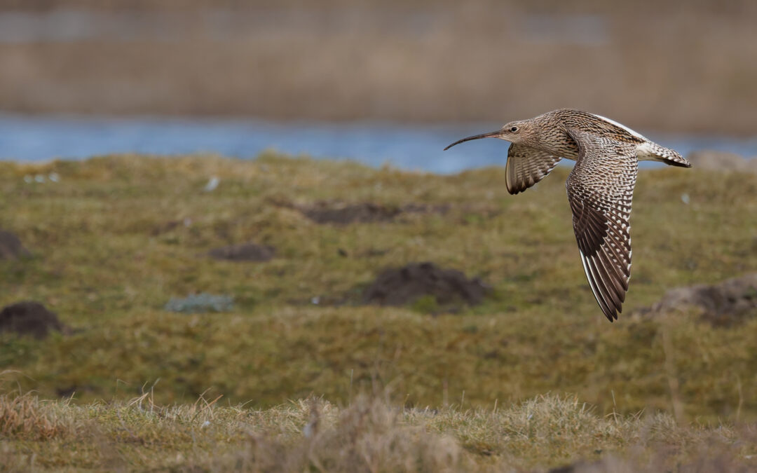 Der Große Brachvogel (Numenius arquata) – Vogelfoto von Stefan Berghoff