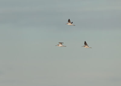 Der Grünschenkel – Vogelfoto von Stefan Berghoff, Bild 4