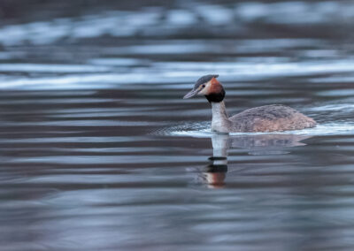 Der Haubentaucher – Vogelfoto von Stefan Berghoff, Bild 5