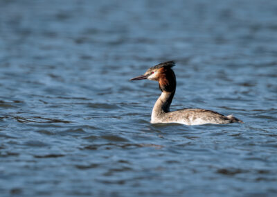 Der Haubentaucher – Vogelfoto von Stefan Berghoff, Bild 4