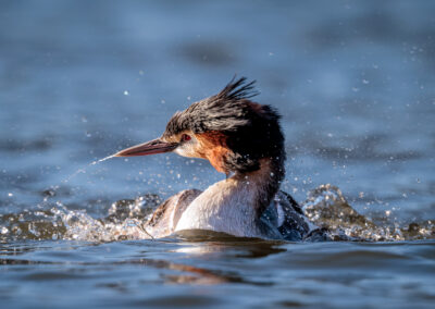 Der Haubentaucher – Vogelfoto von Stefan Berghoff, Bild 1